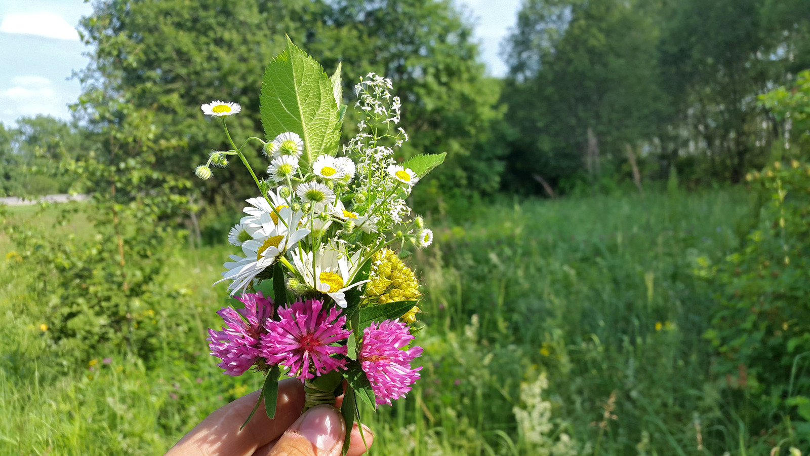 Wild camping bouquets. - My, Travels, Flowers, Bouquet, Longpost