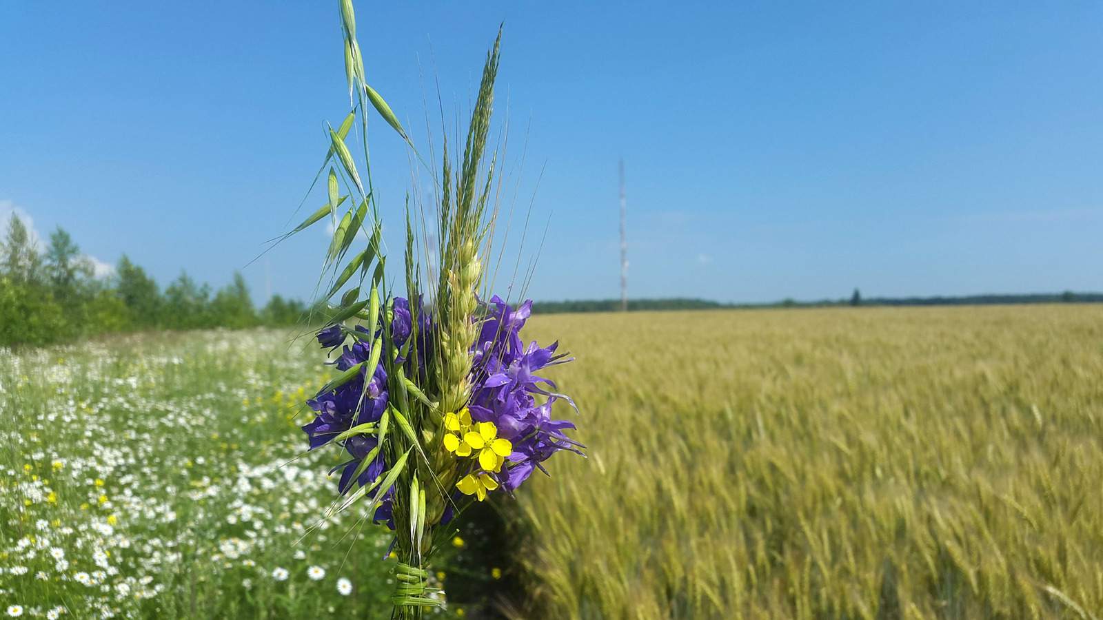 Wild camping bouquets. - My, Travels, Flowers, Bouquet, Longpost