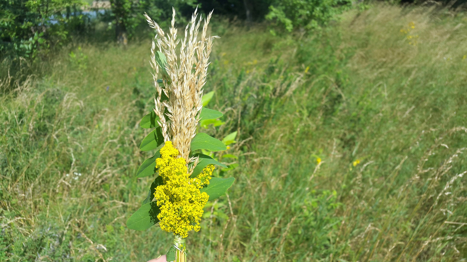 Wild camping bouquets. - My, Travels, Flowers, Bouquet, Longpost