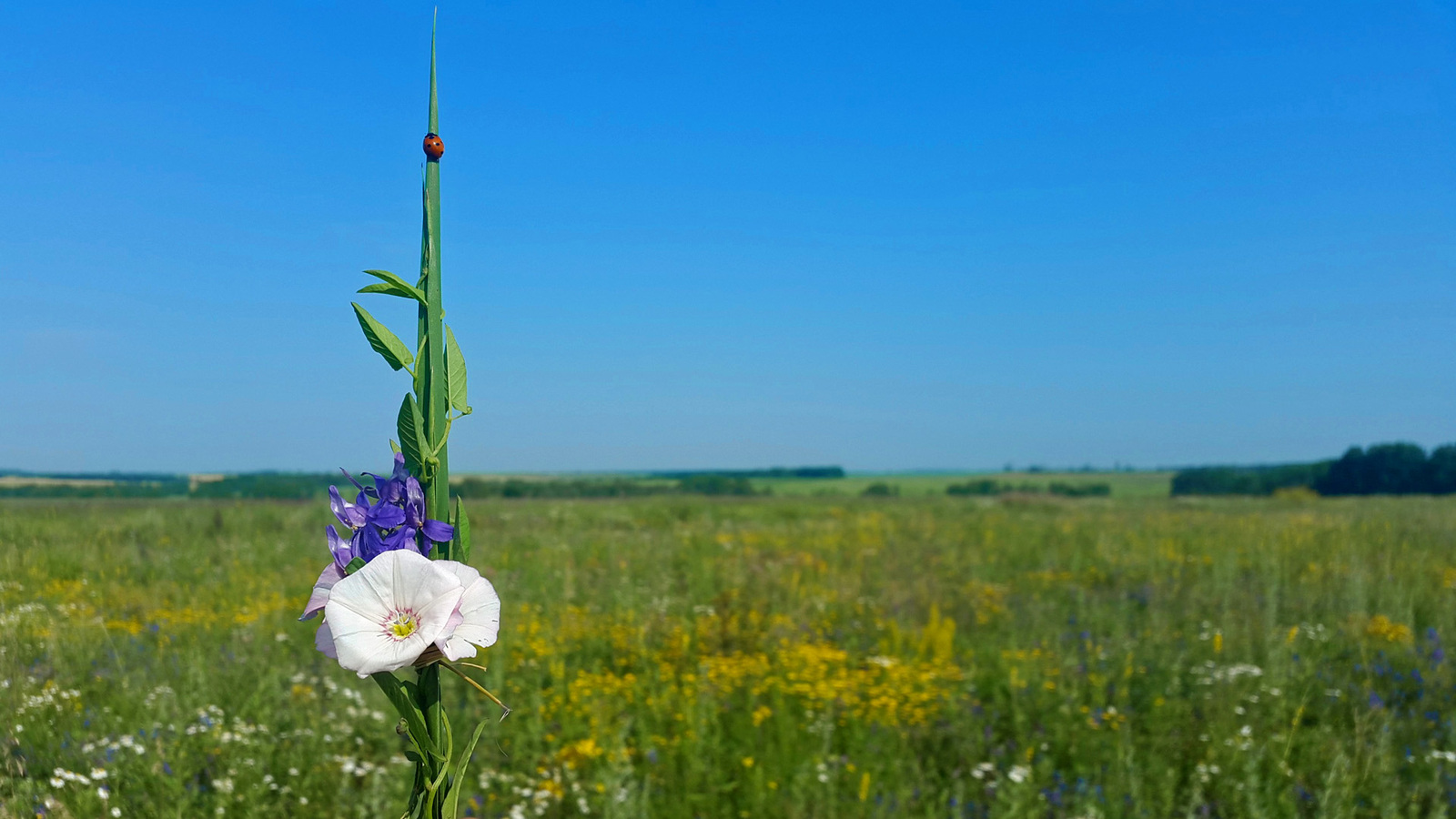 Wild camping bouquets. - My, Travels, Flowers, Bouquet, Longpost