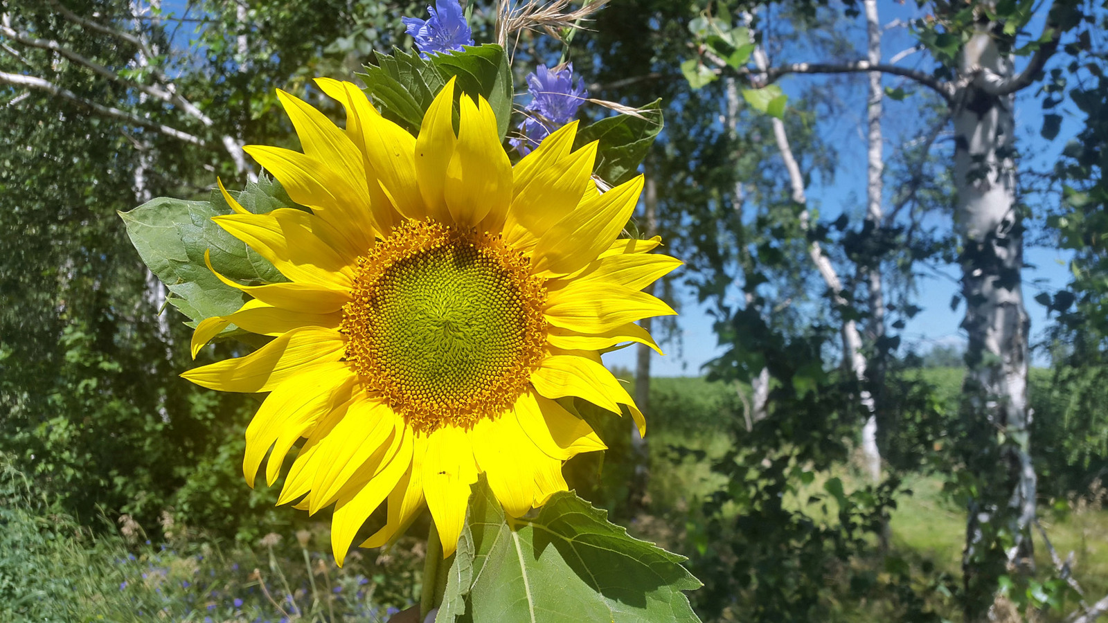 Wild camping bouquets. - My, Travels, Flowers, Bouquet, Longpost