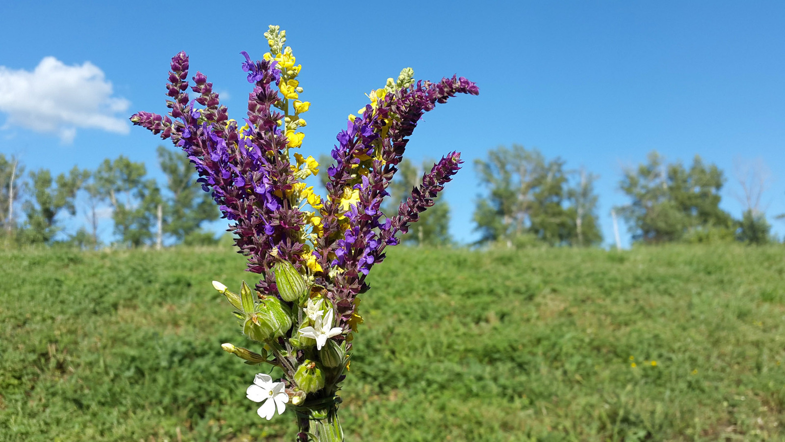 Wild camping bouquets. - My, Travels, Flowers, Bouquet, Longpost