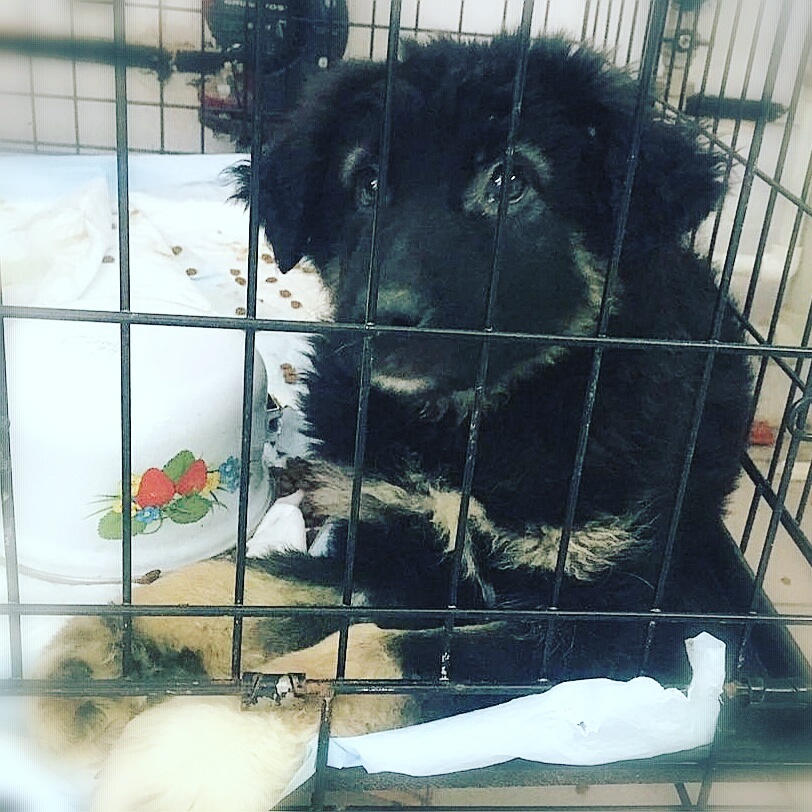 Here's a miracle came to the shelter - Puppies, In good hands, Dog, Moscow, Help, Longpost, Video