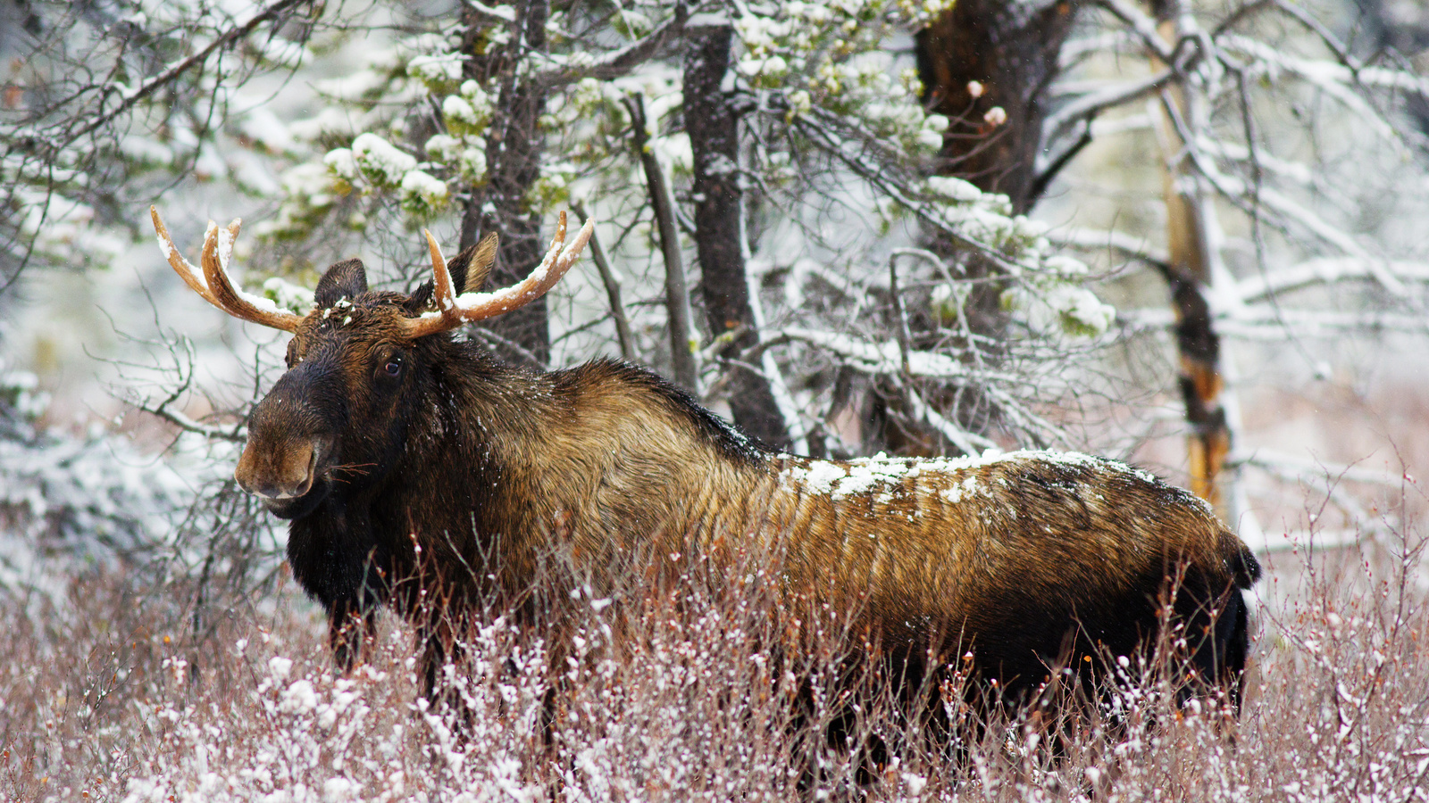 Elk - Hunting, 