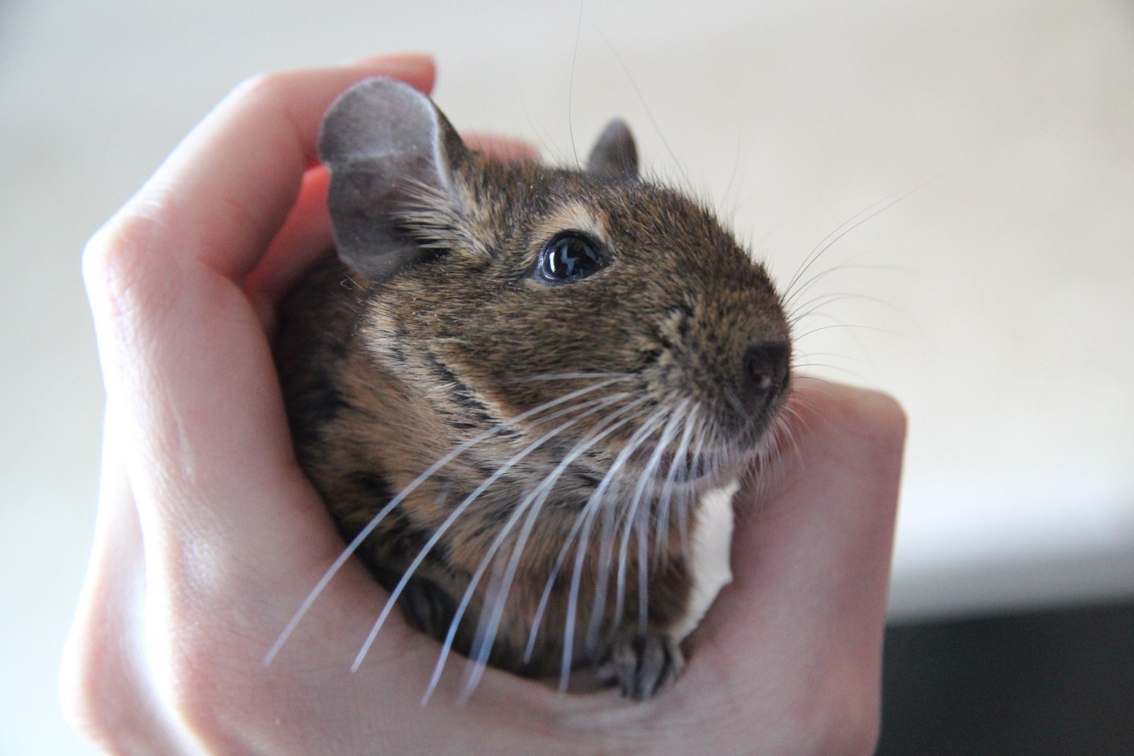 Khan Fat Mouse - My, Degu, Animals