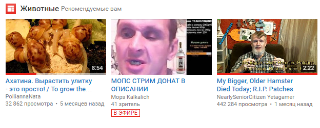 Животные рекомендуемые вам - Моё, YouTube, Животные, Тренд