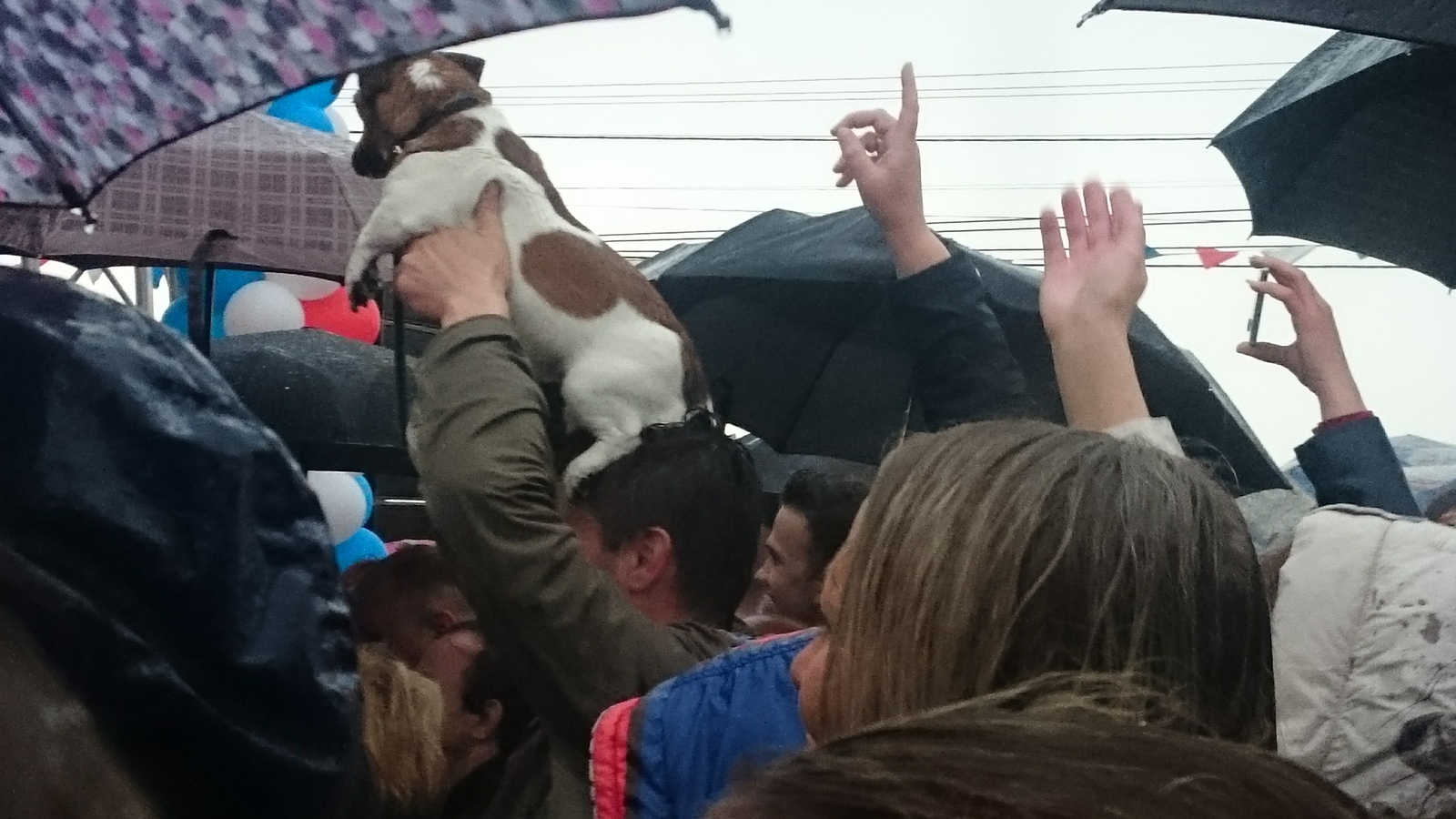 What is a dog for? - My, Dog, Rain, Concert, Friend