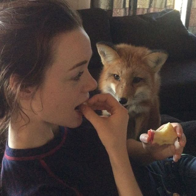 When you really want an apple ^^ - Fox, Fyr, Ururu, Milota, Animals, Katrin1989