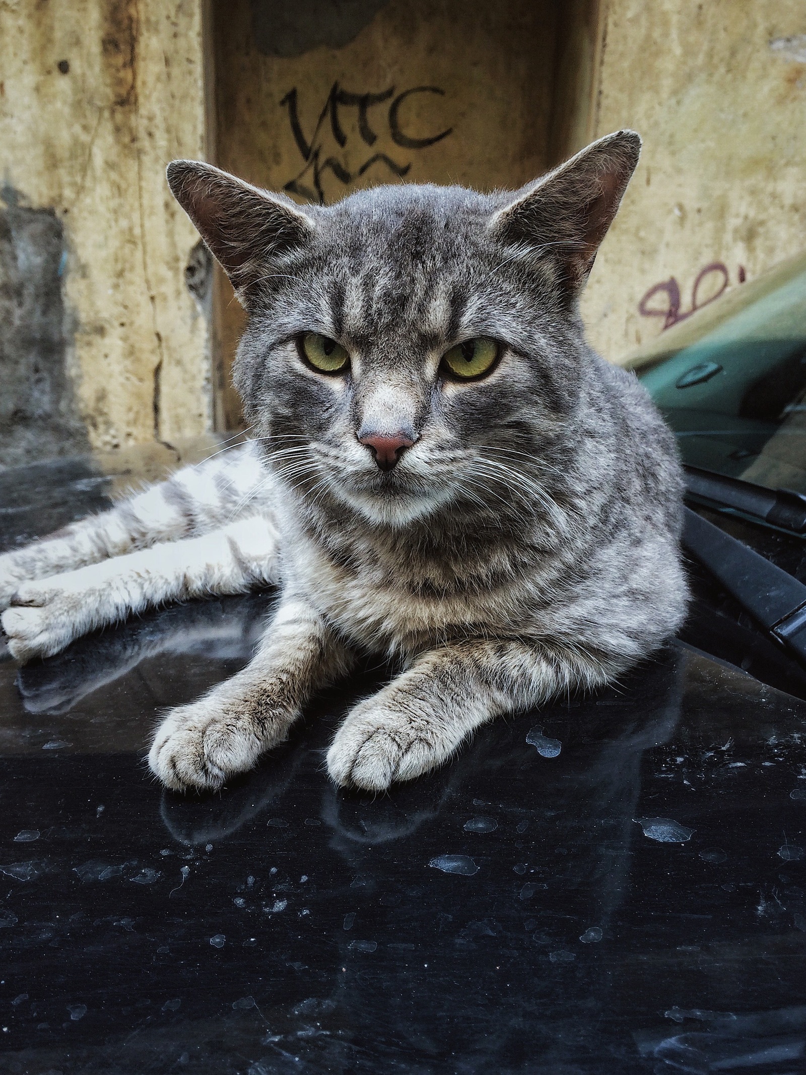 Хозяин этого двора - Моё, Кот, Фото