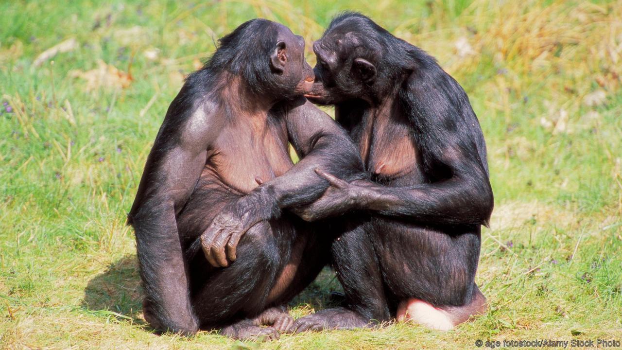 Шимпанзе Занимается Оральным Сексом