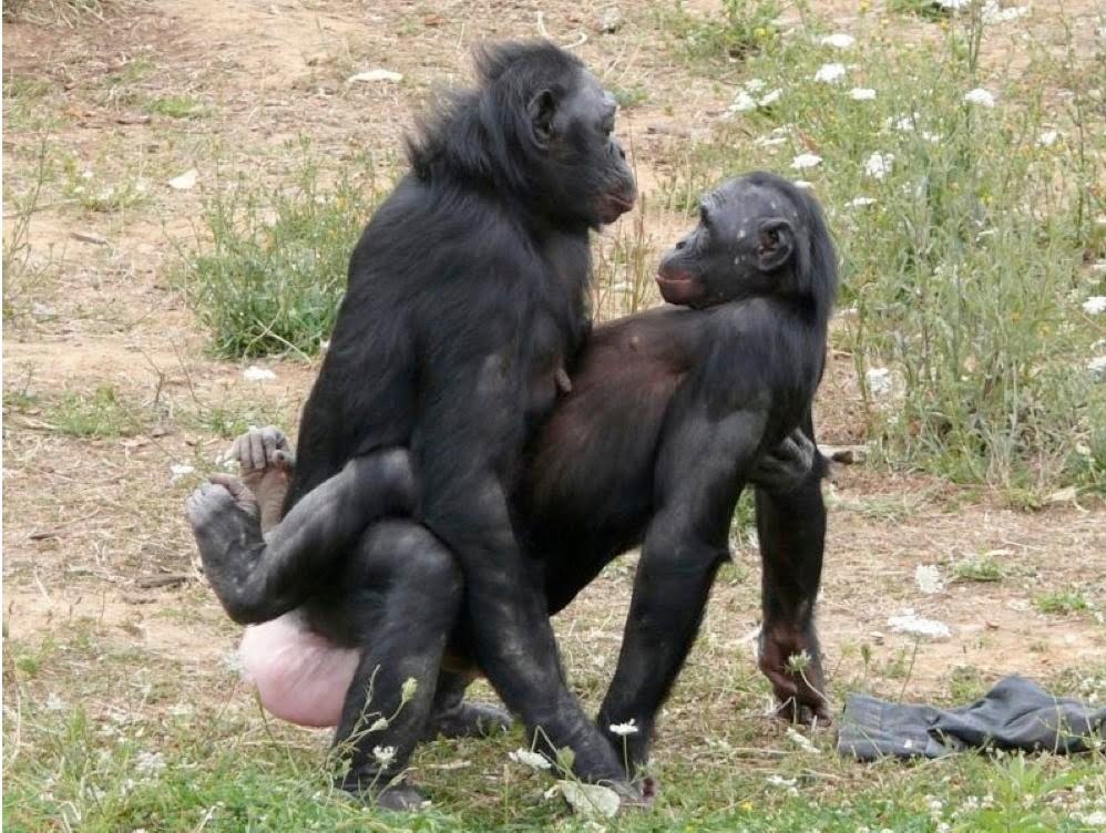 7 вещей, которым обезьяны бонобо могут научить людей. 