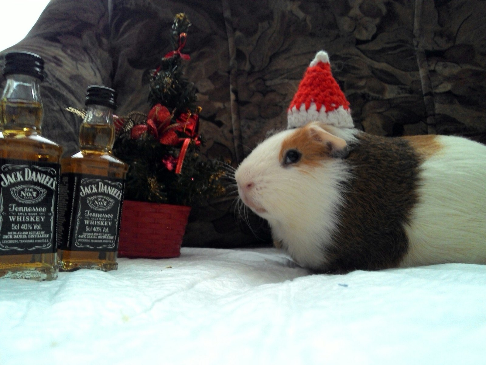 Innokenty is ready for the New Year! - My, Guinea pig, New Year, Milota, Jack daniels, Longpost