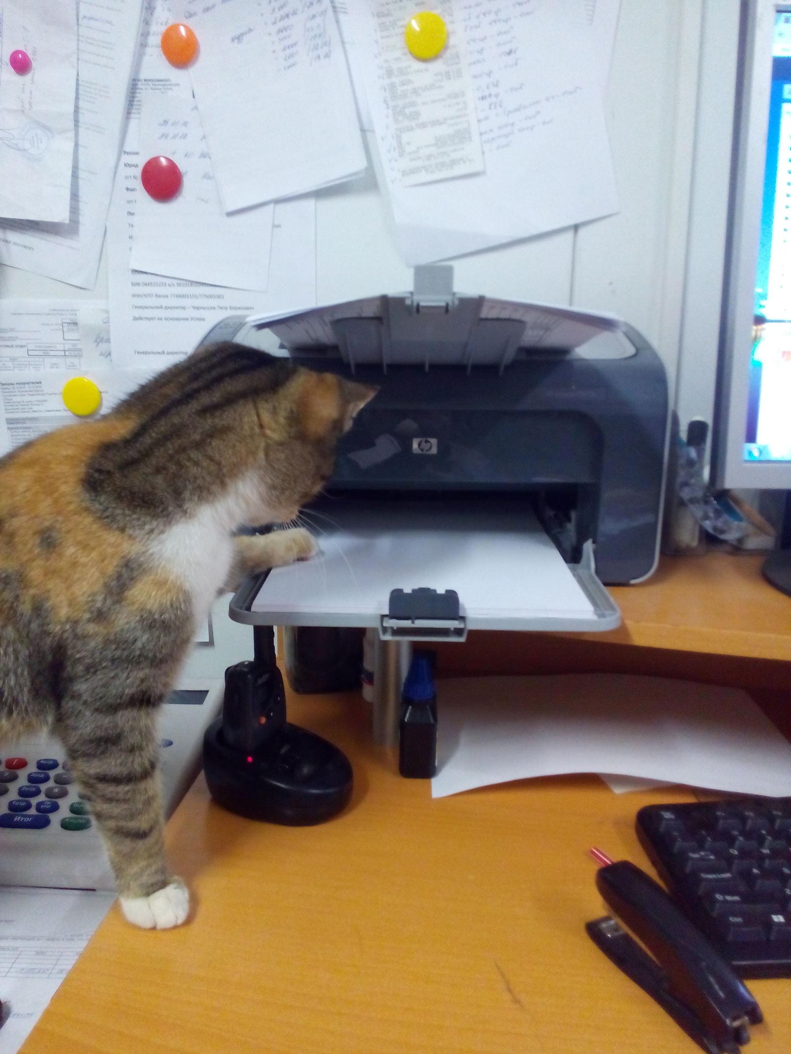 When there is nothing to do at work.. - My, cat, a printer, Photo, Longpost