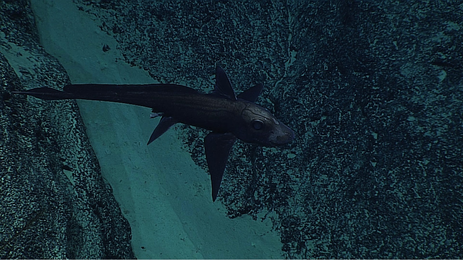 Analysis of the flight of a ghost shark - A fish, The science, Reply to post, League of biologists, , Biology, Longpost, Exposure