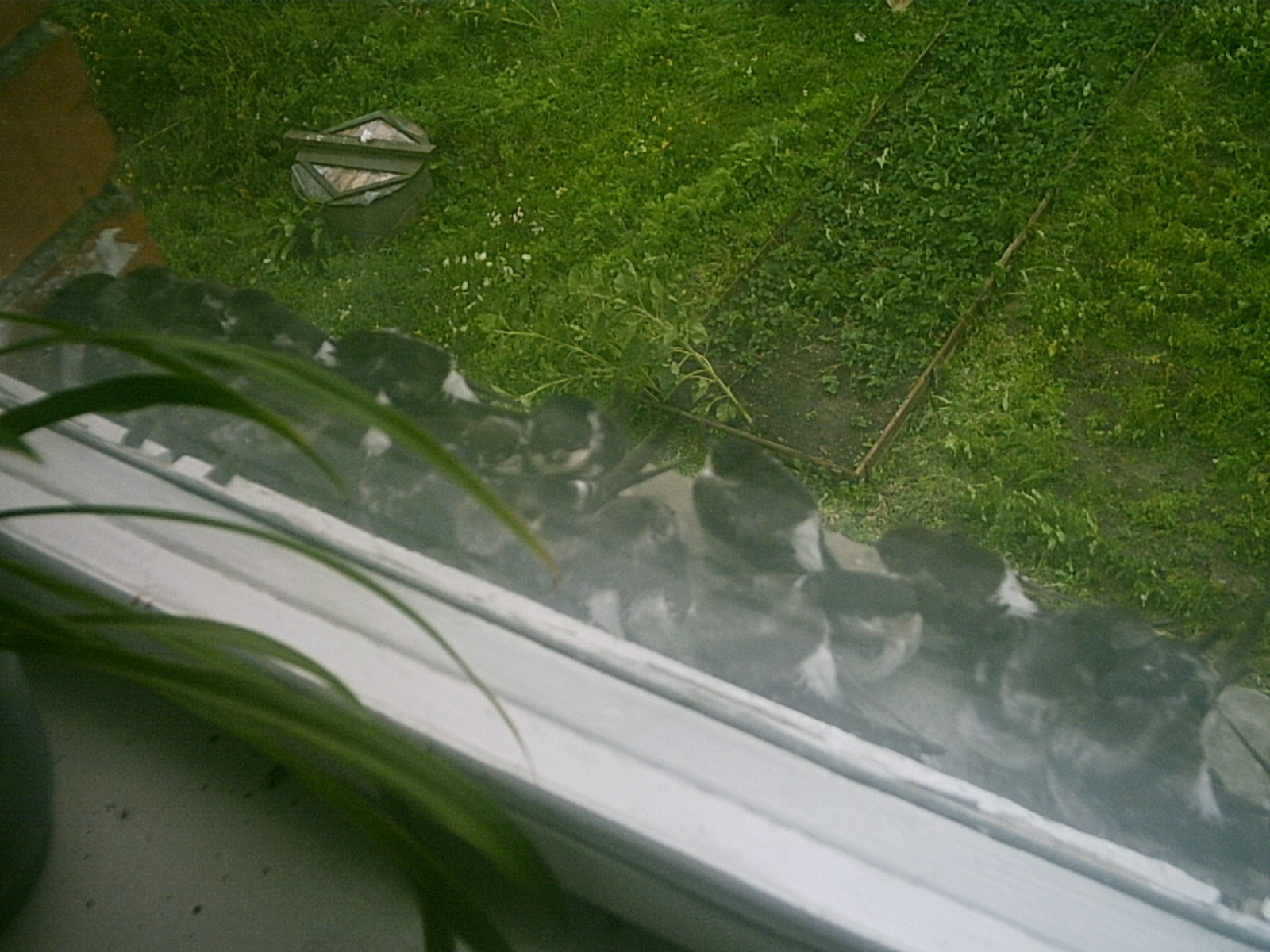 Sparrows hide from the storm - My, Kaliningrad, Birds, Storm