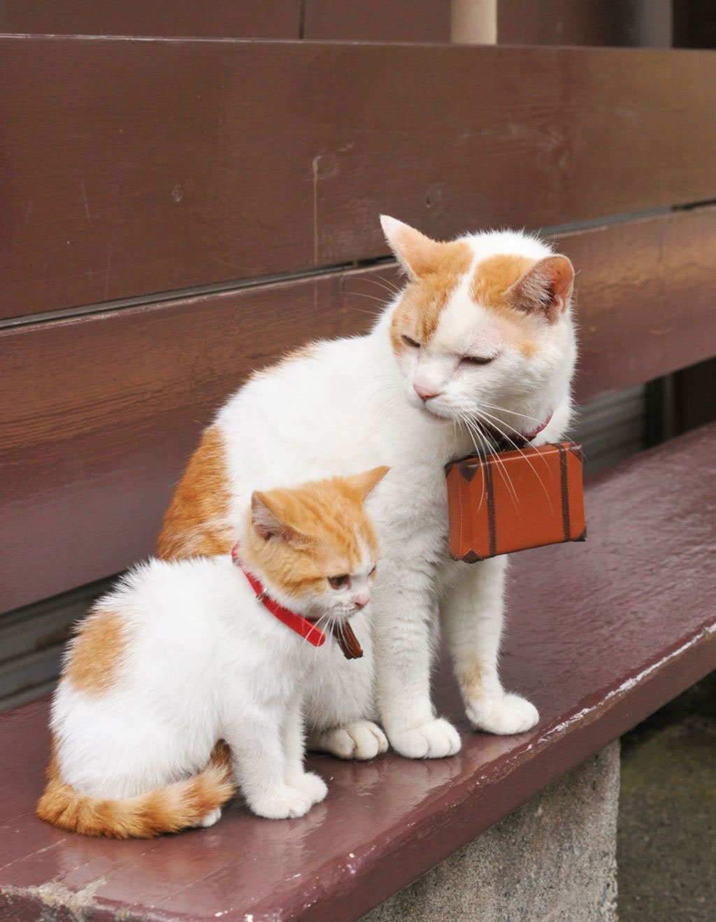 We are not local... - cat, Benches, 