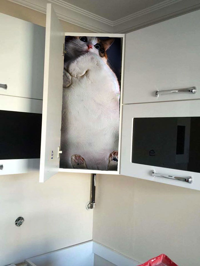 A furniture assembler climbs into a closet to show off how durable it is, sparking an internet photoshop battle - Photoshop master, Closet, Longpost, Tjournal