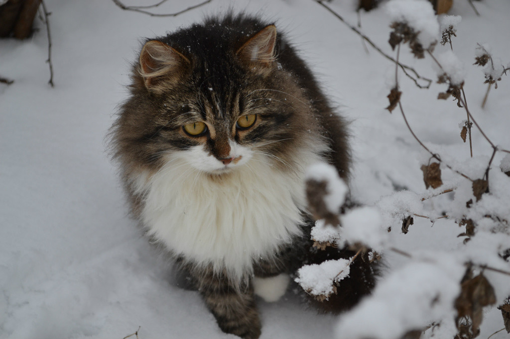 PRO TIMKA 2 - My, cat, Timka, Winter, Fun, Longpost