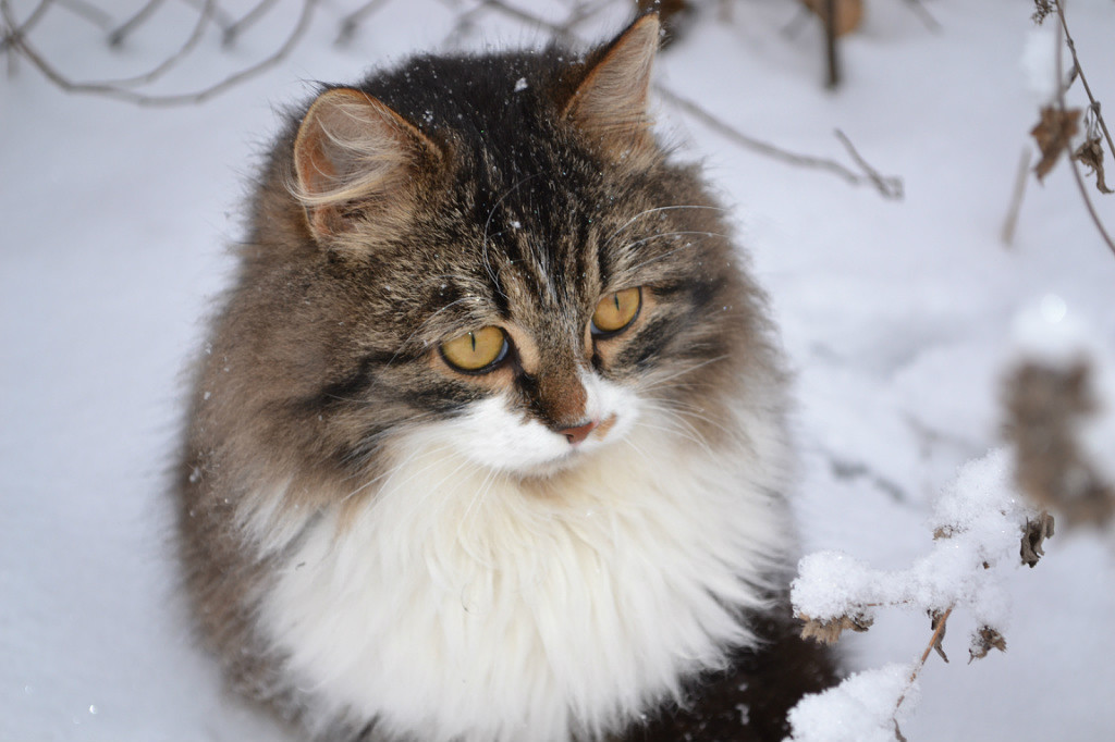 PRO TIMKA 2 - My, cat, Timka, Winter, Fun, Longpost