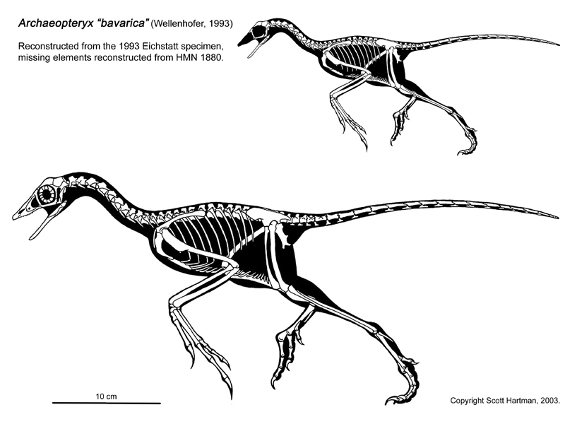 Cretaceous birds and their evolution. - My, Birds, Paleontology, Evolution, Cretaceous, Longpost