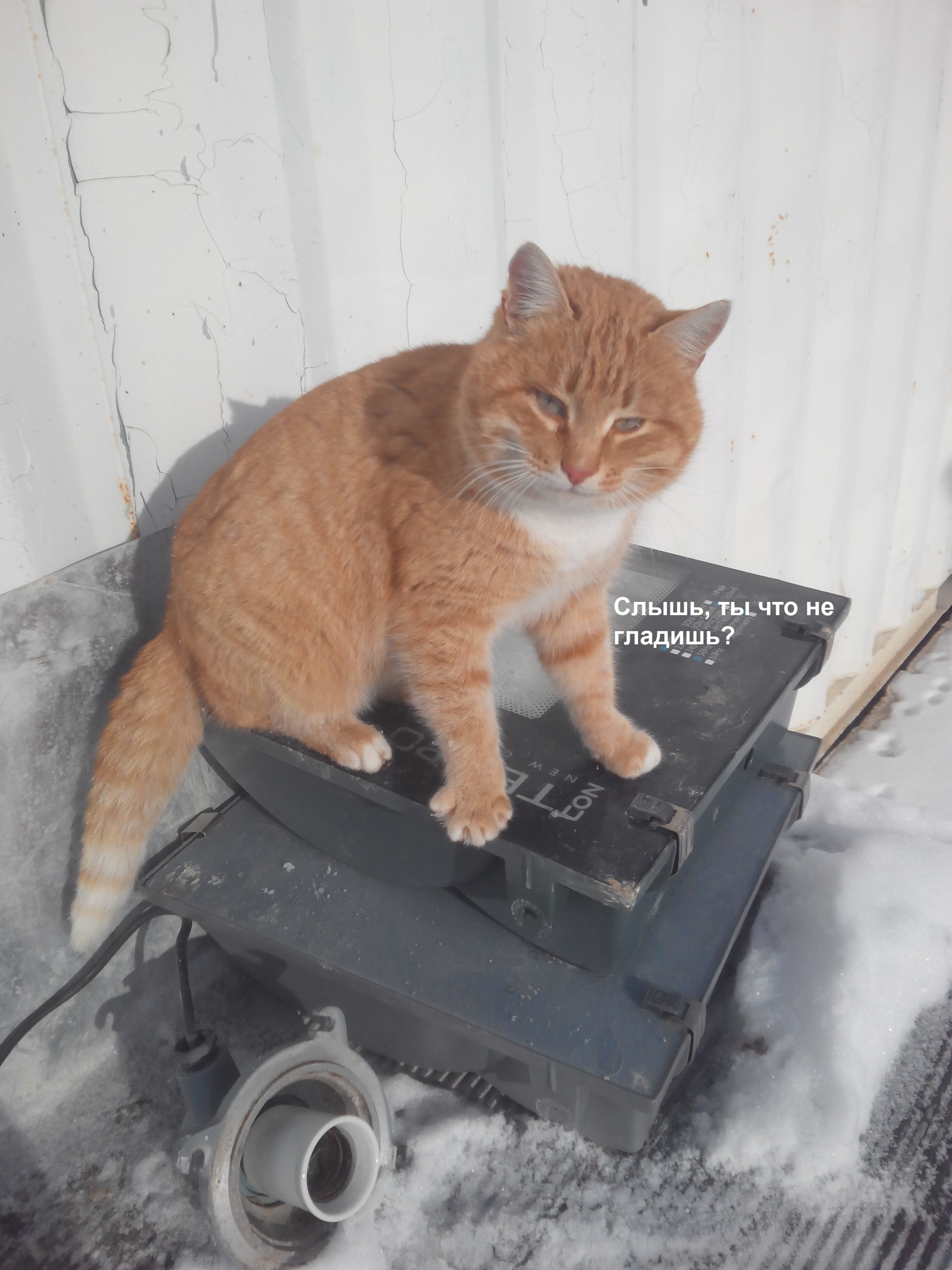 Watchman on watch - My, cat, Cur, Do not lose heart, Longpost