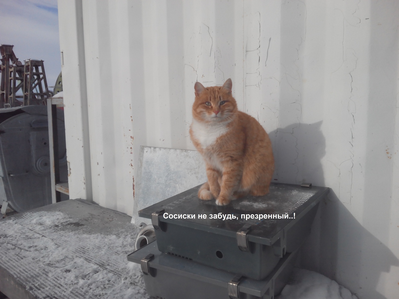 Watchman on watch - My, cat, Cur, Do not lose heart, Longpost