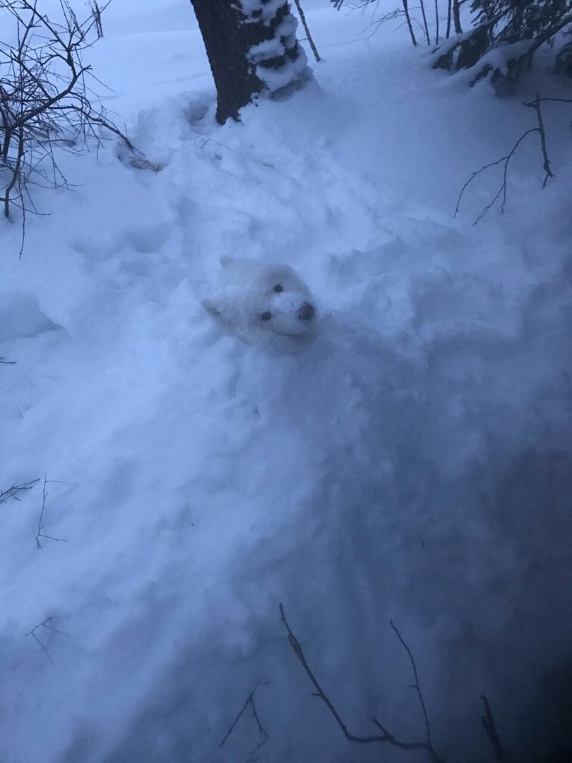 snowman dog - My, Winter, Dog, Snow