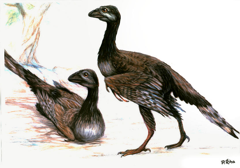 Cretaceous birds and their evolution. - My, Birds, Paleontology, Evolution, Cretaceous, Longpost