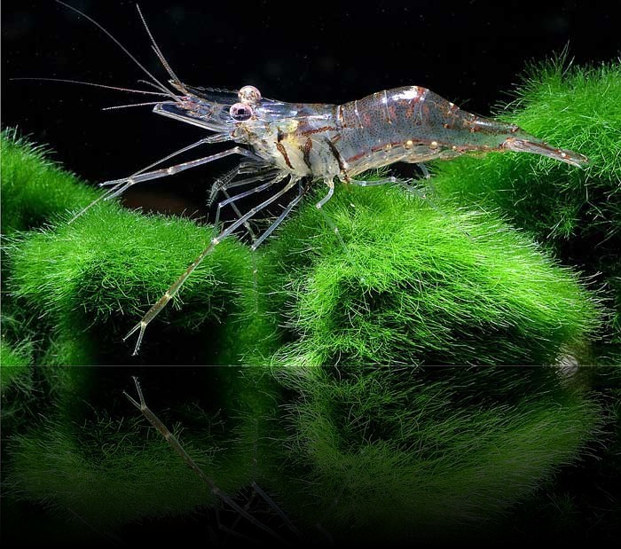 The most interesting aquarium shrimp. Part 3 - Aquarium, Aquarium shrimp, Scalariki, Video, Longpost