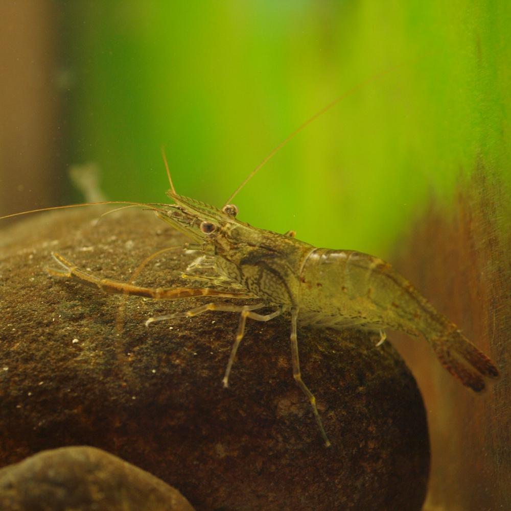 The most interesting aquarium shrimp. Part 3 - Aquarium, Aquarium shrimp, Scalariki, Video, Longpost