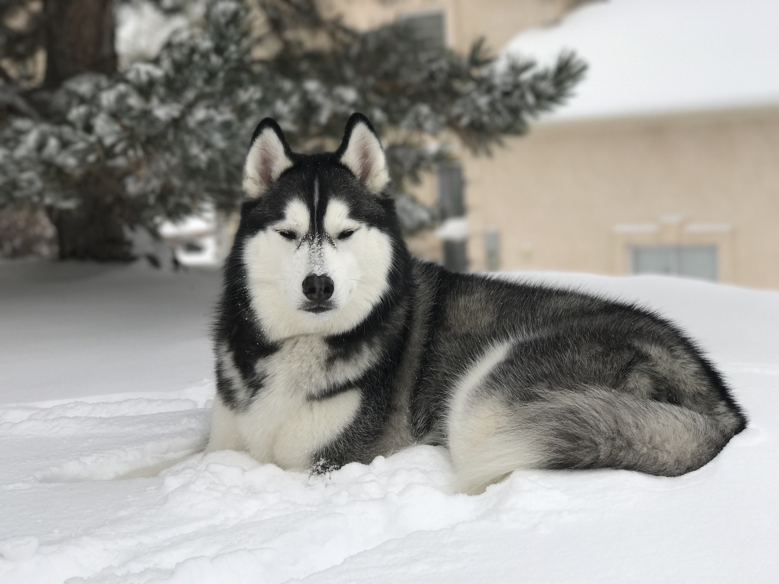 Beautiful dog in the snow. - Dog, Snow