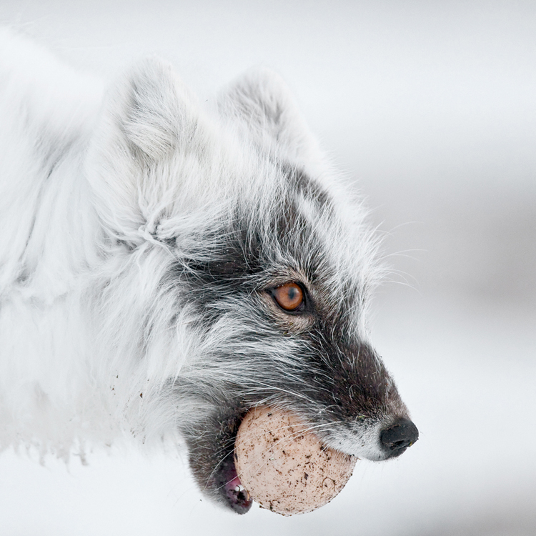 Arctic fox or polar fox - Arctic fox, , Longpost