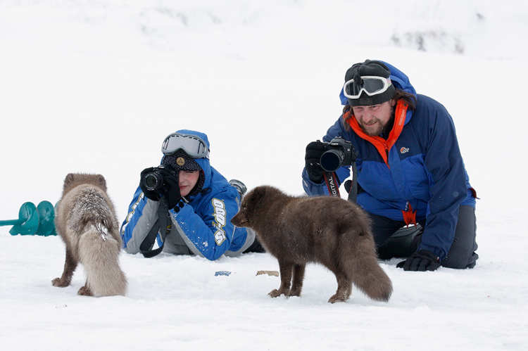 Arctic fox or polar fox - Arctic fox, , Longpost