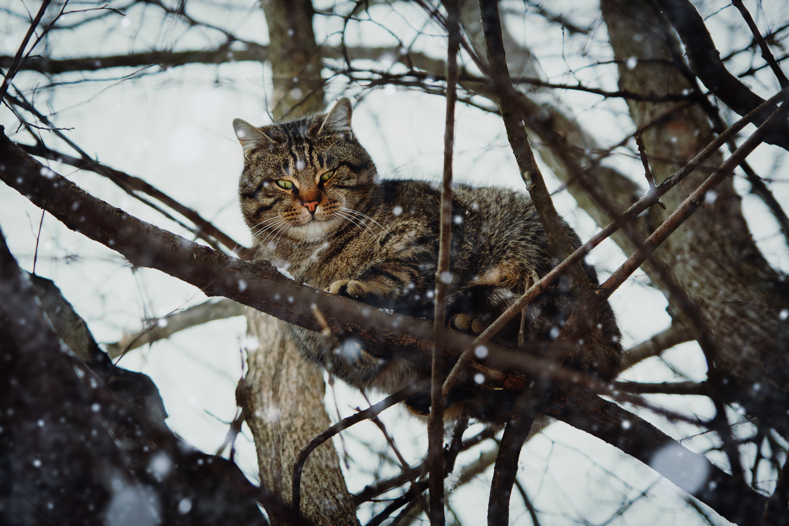 Winter mood - My, My, cat, Winter, Snow, Photo, Tamron, Canon 1000d