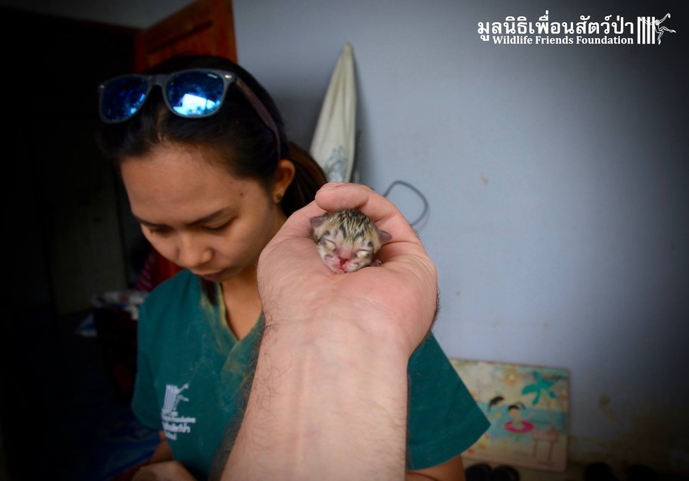 Tiny kitten found on the street is not what it seemed - Foundling, Nature, cat, Fishing Cat, Asia, Thailand, Text, Photo, Longpost