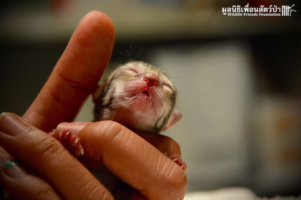 Tiny kitten found on the street is not what it seemed - Foundling, Nature, cat, Fishing Cat, Asia, Thailand, Text, Photo, Longpost