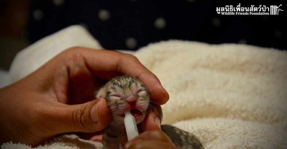 Tiny kitten found on the street is not what it seemed - Foundling, Nature, cat, Fishing Cat, Asia, Thailand, Text, Photo, Longpost