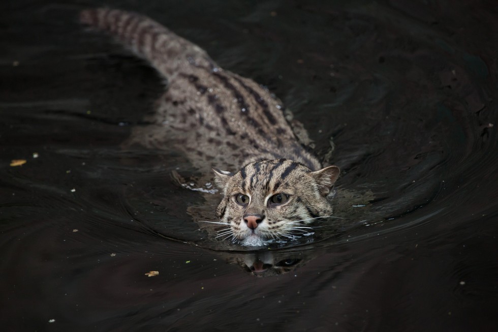 Tiny kitten found on the street is not what it seemed - Foundling, Nature, cat, Fishing Cat, Asia, Thailand, Text, Photo, Longpost