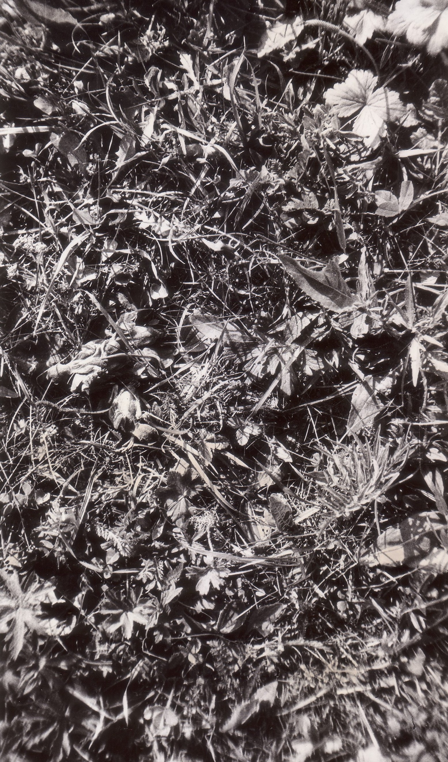 Nest close up - My, Birds, Old photo, find me