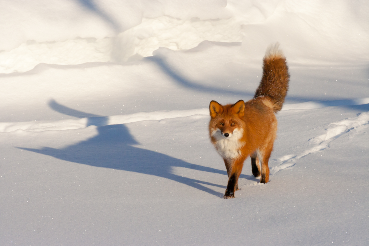 Kamchatka foxes - My, Kamchatka, Nature, Fox, Animals, Photo hunting, Longpost