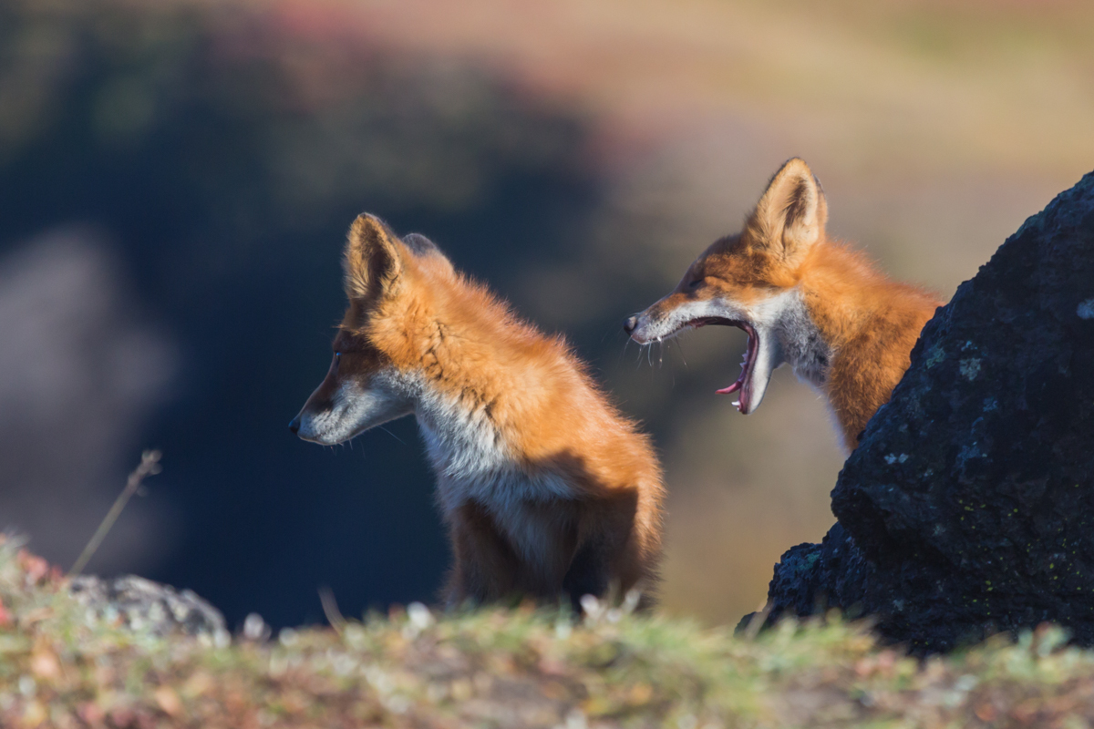 Kamchatka foxes - My, Kamchatka, Nature, Fox, Animals, Photo hunting, Longpost