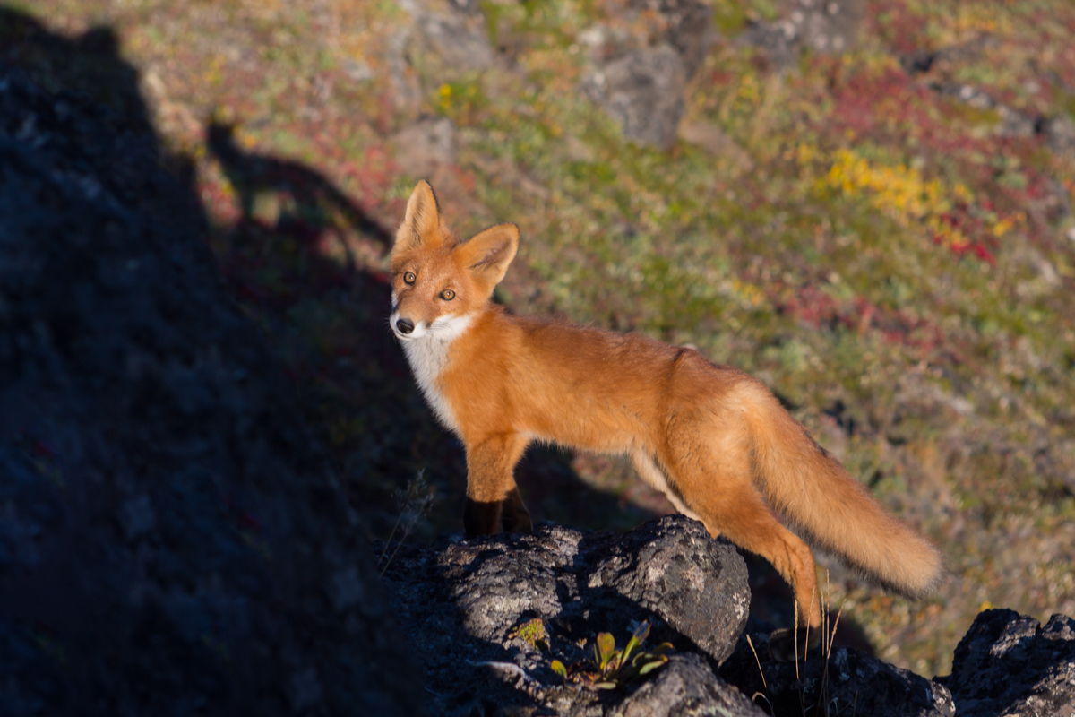 Kamchatka foxes - My, Kamchatka, Nature, Fox, Animals, Photo hunting, Longpost