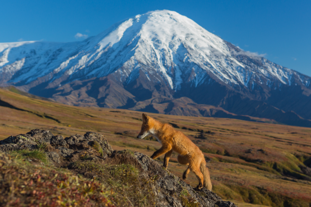 Kamchatka foxes - My, Kamchatka, Nature, Fox, Animals, Photo hunting, Longpost