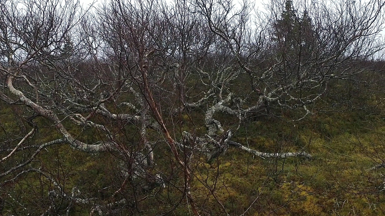 Change of seasons autumn-winter in this frosty year in the polar tundra. - My, Autumn, Winter, Nature, Tundra, freezing, Travels, Landscape, Longpost