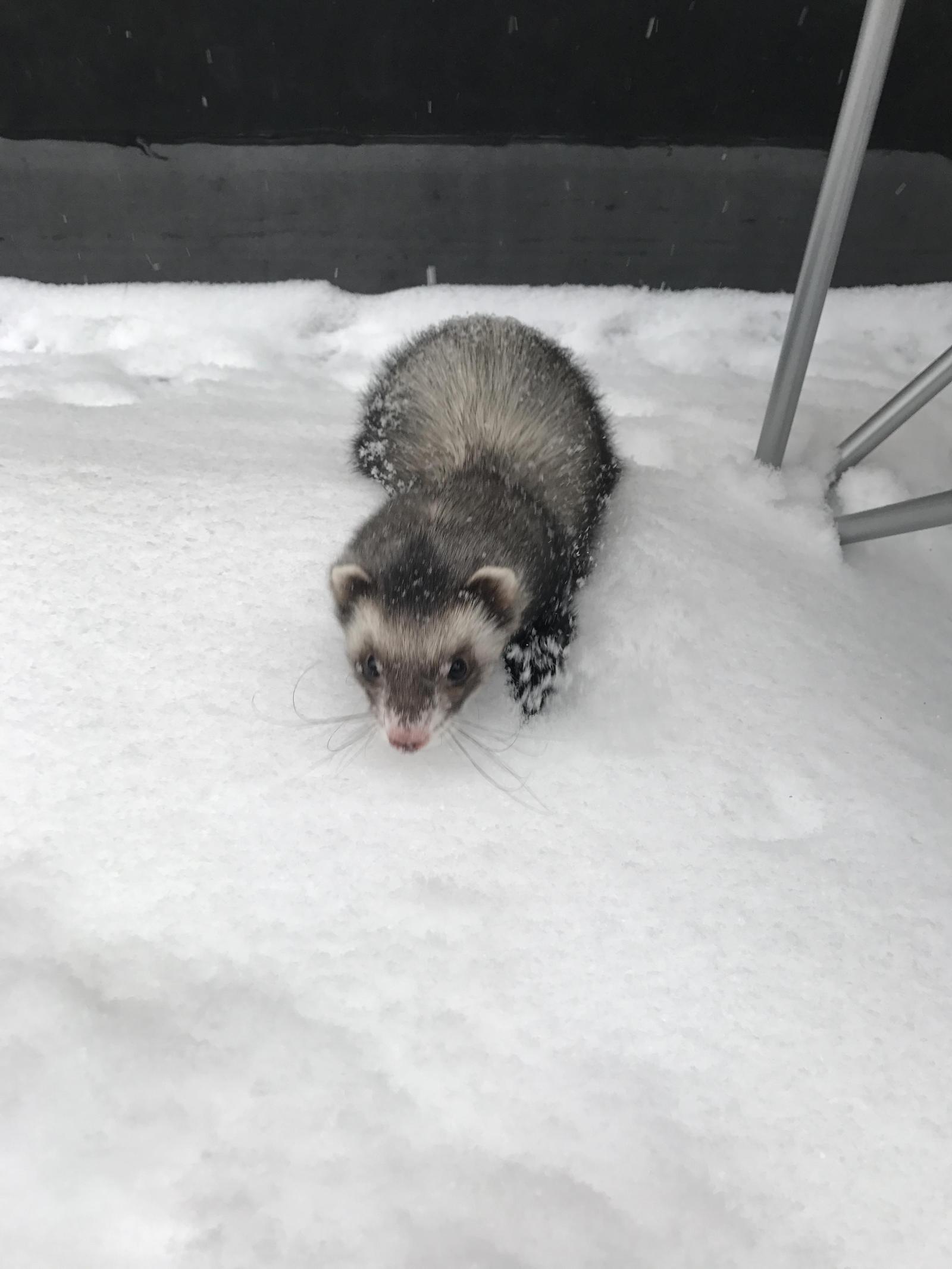 First snow for the ferret - Ferret, New Year, Snow, Photo, Milota, Longpost