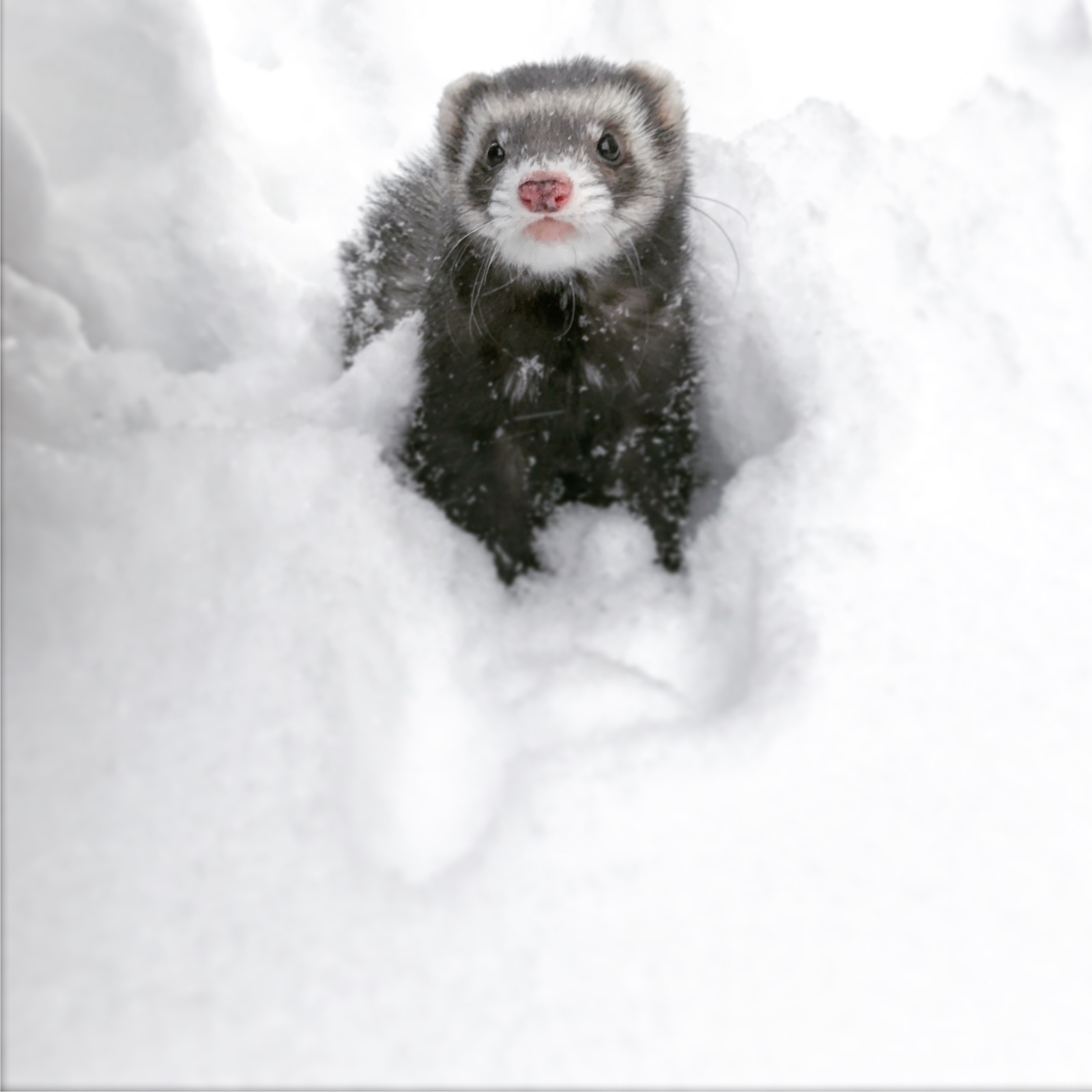 First snow for the ferret - Ferret, New Year, Snow, Photo, Milota, Longpost