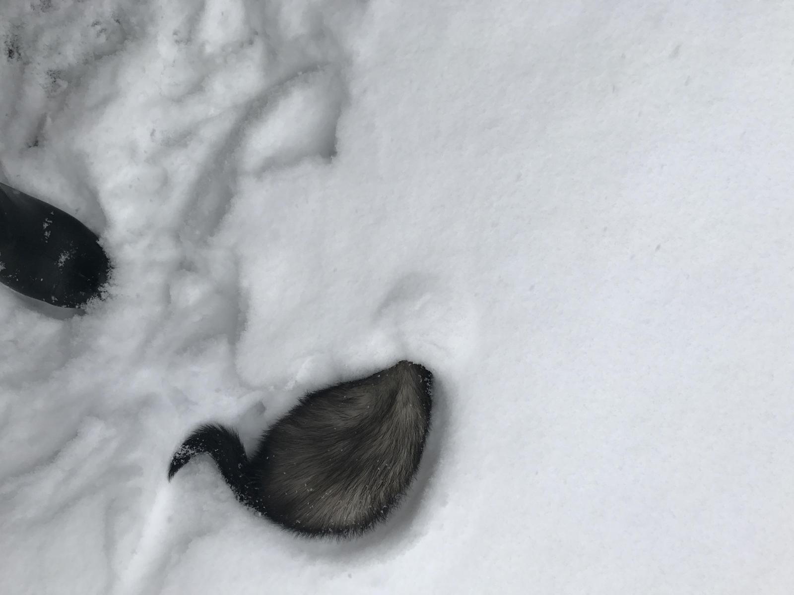 First snow for the ferret - Ferret, New Year, Snow, Photo, Milota, Longpost