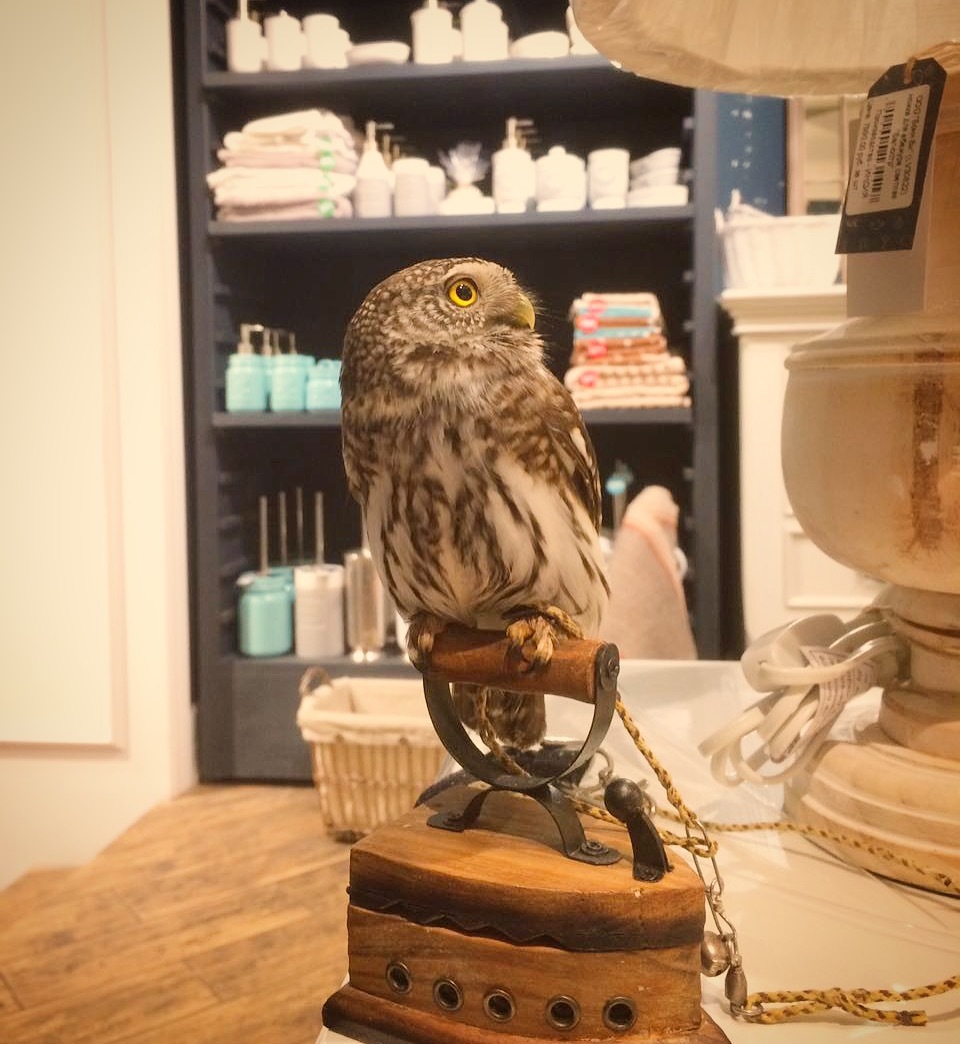 In the gift shop - My, Sparrow owl, Toys