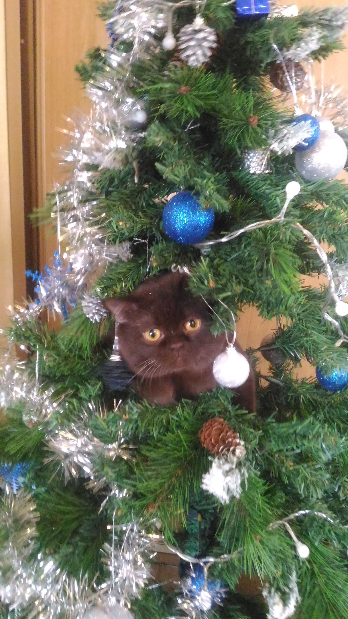 Moore.. meowuuuu) - My, cat, Christmas trees, Christmas tree, Longpost