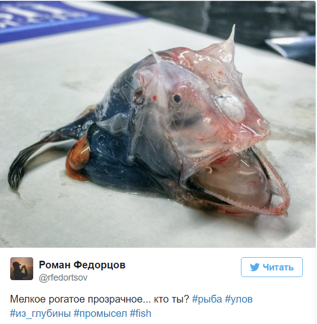 A Murmansk sailor posts photos of the strangest fish caught by his trawler. - Fisherman, Twitter, Social networks, A fish, Water, Longpost, Fishermen